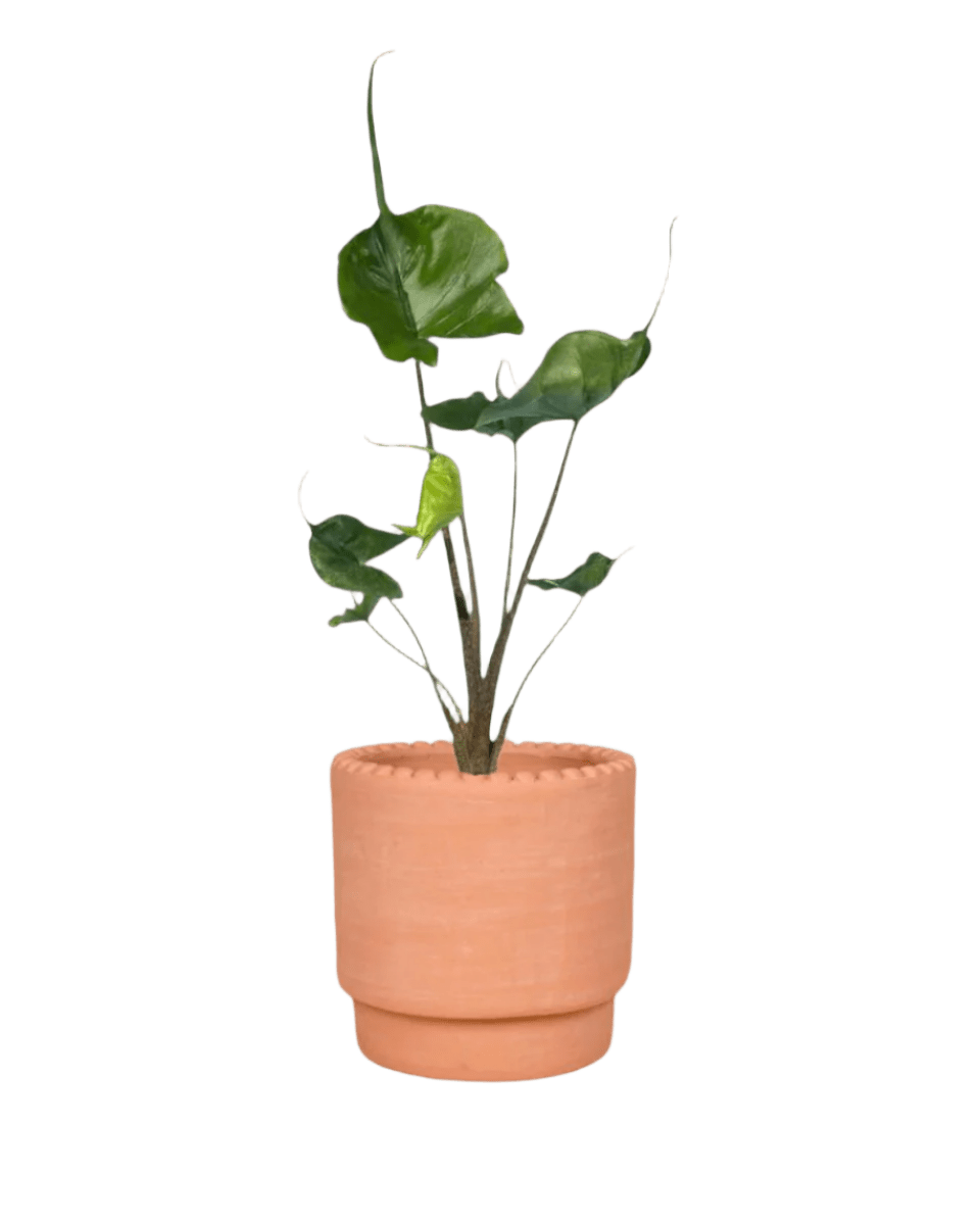 dotted rim terracotta pot