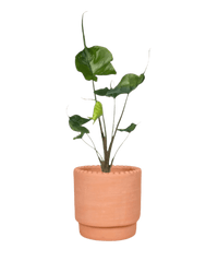 Alocasia Stingray - Potted plant - JUST - ALOC - TRR - 2414 - Tumbleweed Plants - Online Plant Delivery Singapore