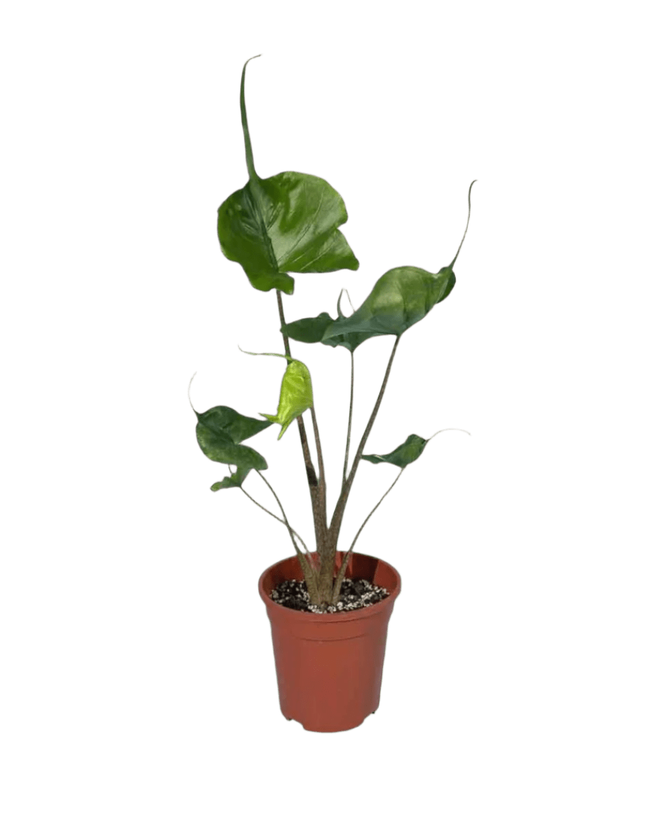 Alocasia Stingray - Potted plant - JUST - ALOC - GRW - 2415 - Tumbleweed Plants - Online Plant Delivery Singapore