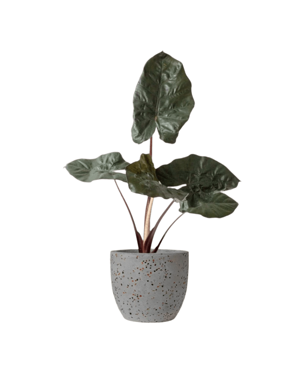 Alocasia 'Yucatan Princess' - Potted plant - JUST - ALOC - TRR - 2531 - Tumbleweed Plants - Online Plant Delivery Singapore