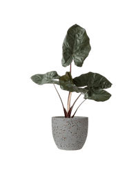 Alocasia 'Yucatan Princess' - Potted plant - JUST - ALOC - TRR - 2531 - Tumbleweed Plants - Online Plant Delivery Singapore