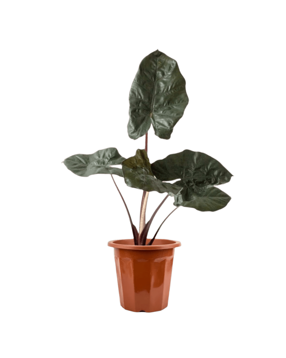 Alocasia 'Yucatan Princess' - Potted plant - JUST - ALOC - GRW - 2532 - Tumbleweed Plants - Online Plant Delivery Singapore