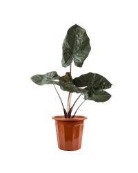 Alocasia 'Yucatan Princess' - Potted plant - JUST - ALOC - GRW - 2532 - Tumbleweed Plants - Online Plant Delivery Singapore