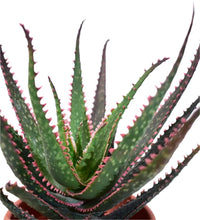 Aloe 'Christmas Carol' - grow pot - Potted plant - Tumbleweed Plants - Online Plant Delivery Singapore