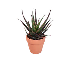 Aloe 'Christmas Carol' - grow pot - Potted plant - Tumbleweed Plants - Online Plant Delivery Singapore