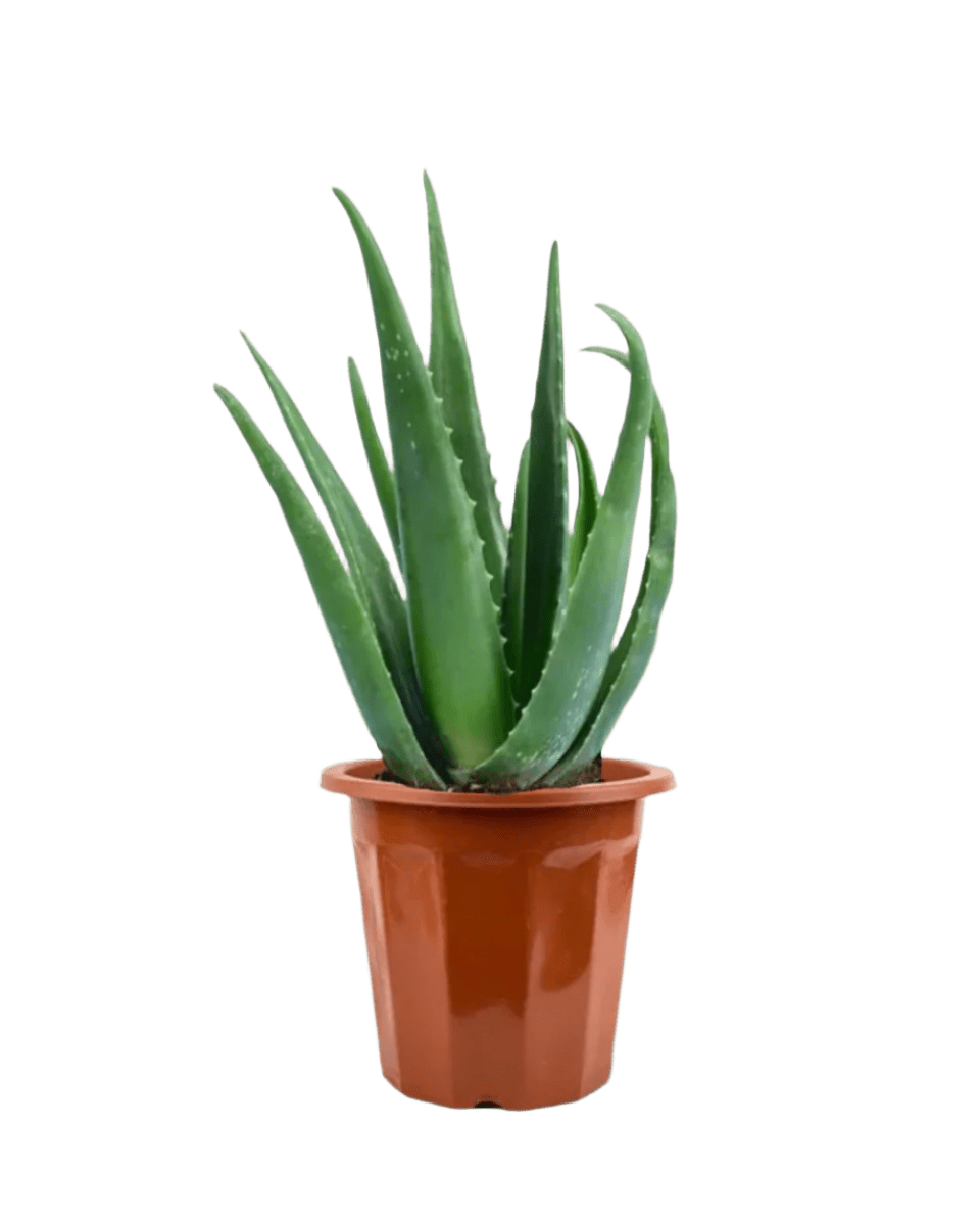 Aloe Vera - Potted plant - POTT - ALOE - GRW - 1907 - Tumbleweed Plants - Online Plant Delivery Singapore