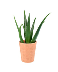 Aloe Vera - striped circle terracotta pot - Potted plant - Tumbleweed Plants - Online Plant Delivery Singapore