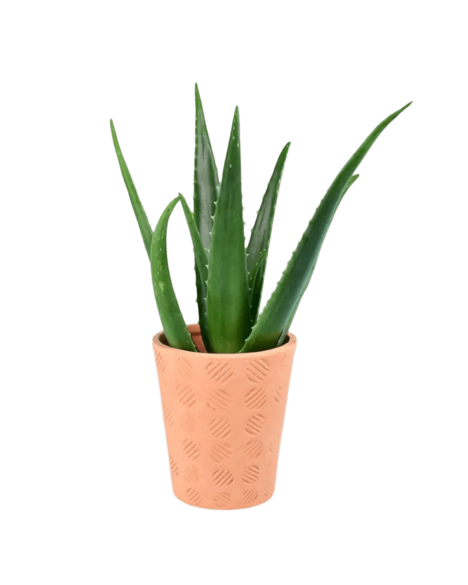 Aloe Vera - Potted plant - POTT - ALOE - STR - 1904 - Tumbleweed Plants - Online Plant Delivery Singapore