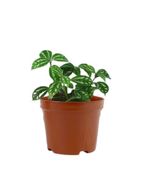 Aluminium Plant - grow pot - Potted plant - Tumbleweed Plants - Online Plant Delivery Singapore