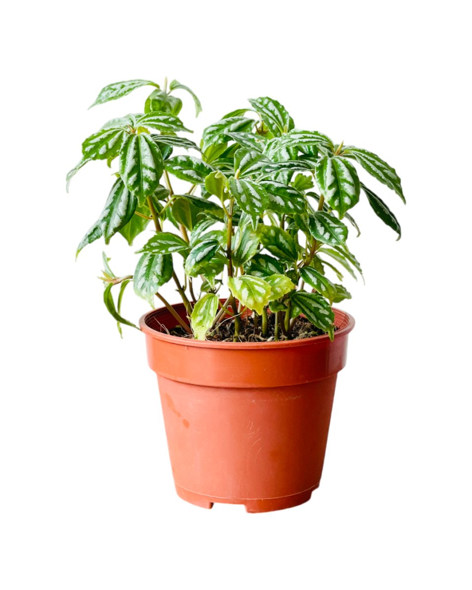 Grow Pot