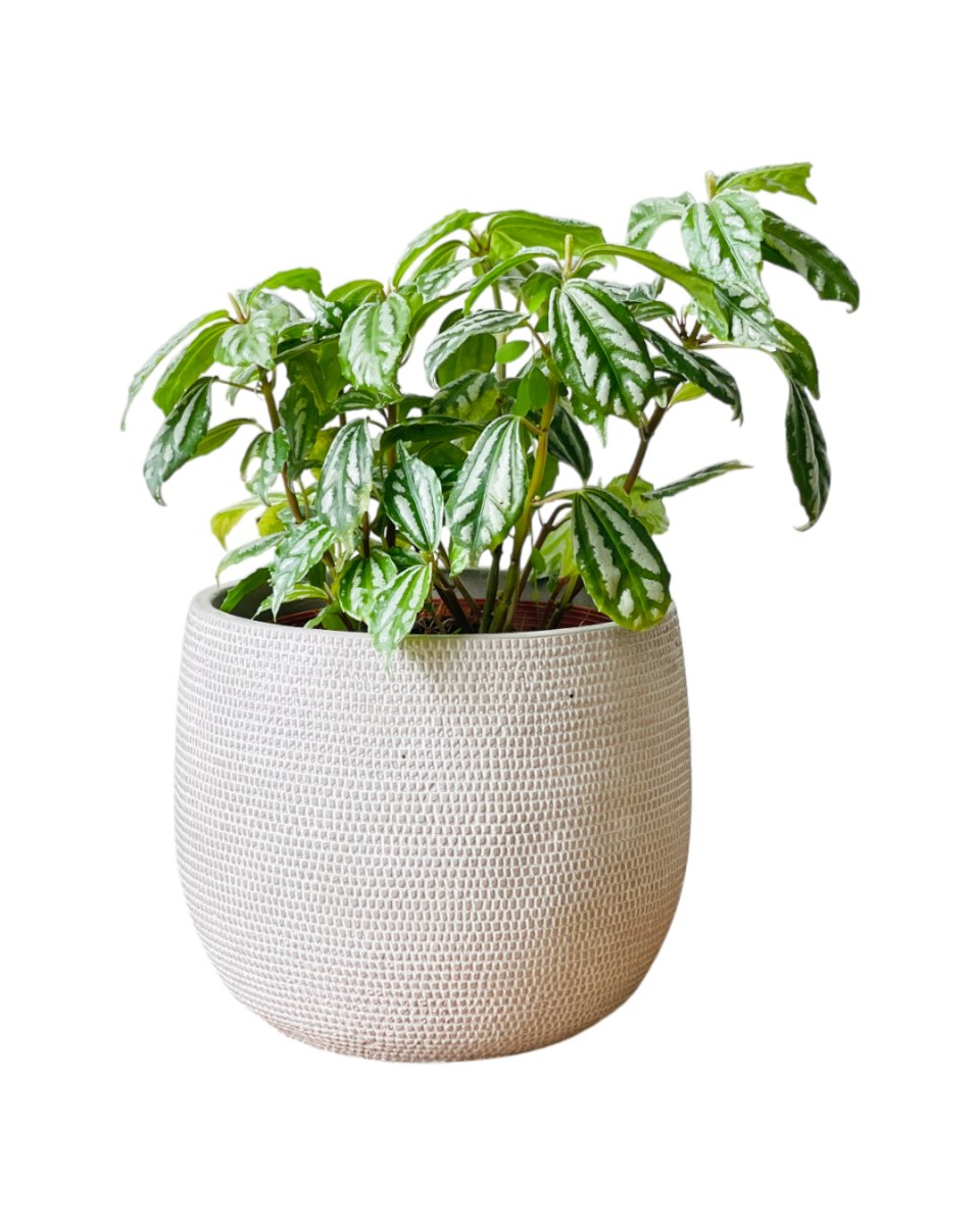 Aluminum Plant (0.2m) - grow pot - Potted plant - Tumbleweed Plants - Online Plant Delivery Singapore