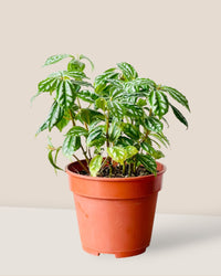 Aluminum Plant (0.2m) - grow pot - Potted plant - Tumbleweed Plants - Online Plant Delivery Singapore