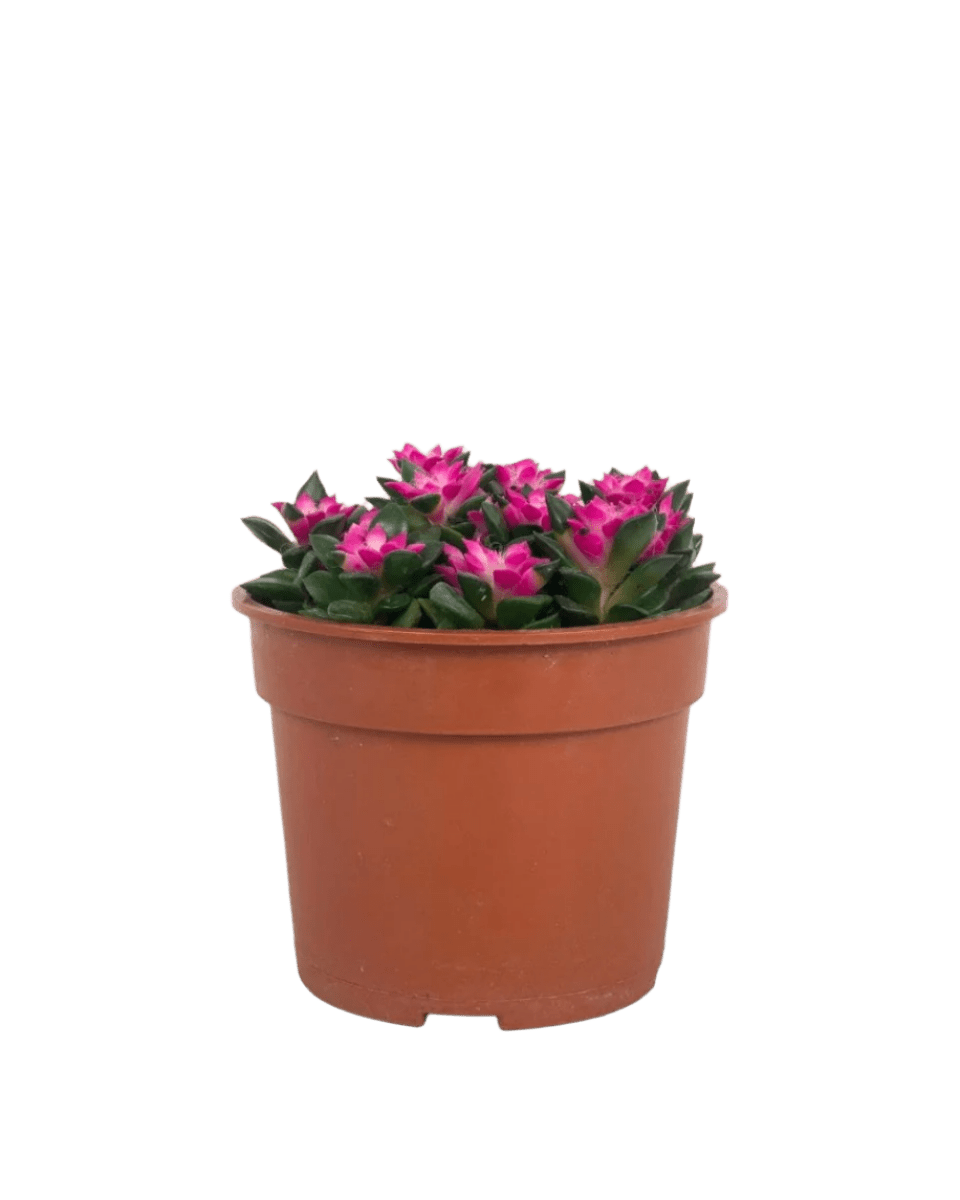 Anacampseros rufescens 'Sunrise' - Potted plant - POTT - ANAC - GRW - 4788 - Tumbleweed Plants - Online Plant Delivery Singapore