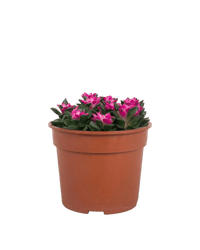 Anacampseros rufescens 'Sunrise' - Potted plant - POTT - ANAC - GRW - 4788 - Tumbleweed Plants - Online Plant Delivery Singapore