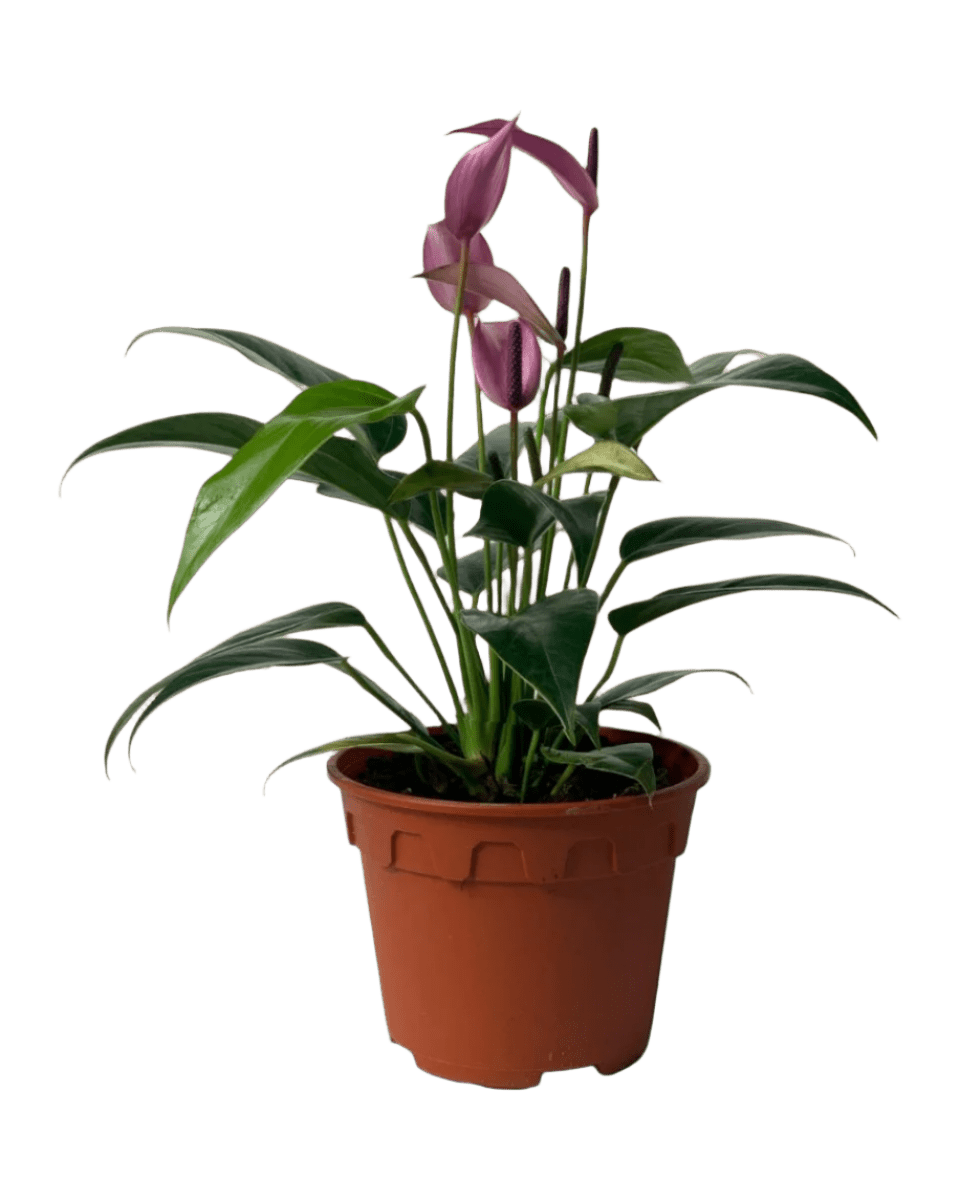 Anthurium Andraeanum "Zizou purple" - Potted plant - POTT - ANTH - GRW - 4430 - Tumbleweed Plants - Online Plant Delivery Singapore