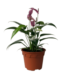 Anthurium Andraeanum "Zizou purple" - Potted plant - POTT - ANTH - GRW - 4430 - Tumbleweed Plants - Online Plant Delivery Singapore