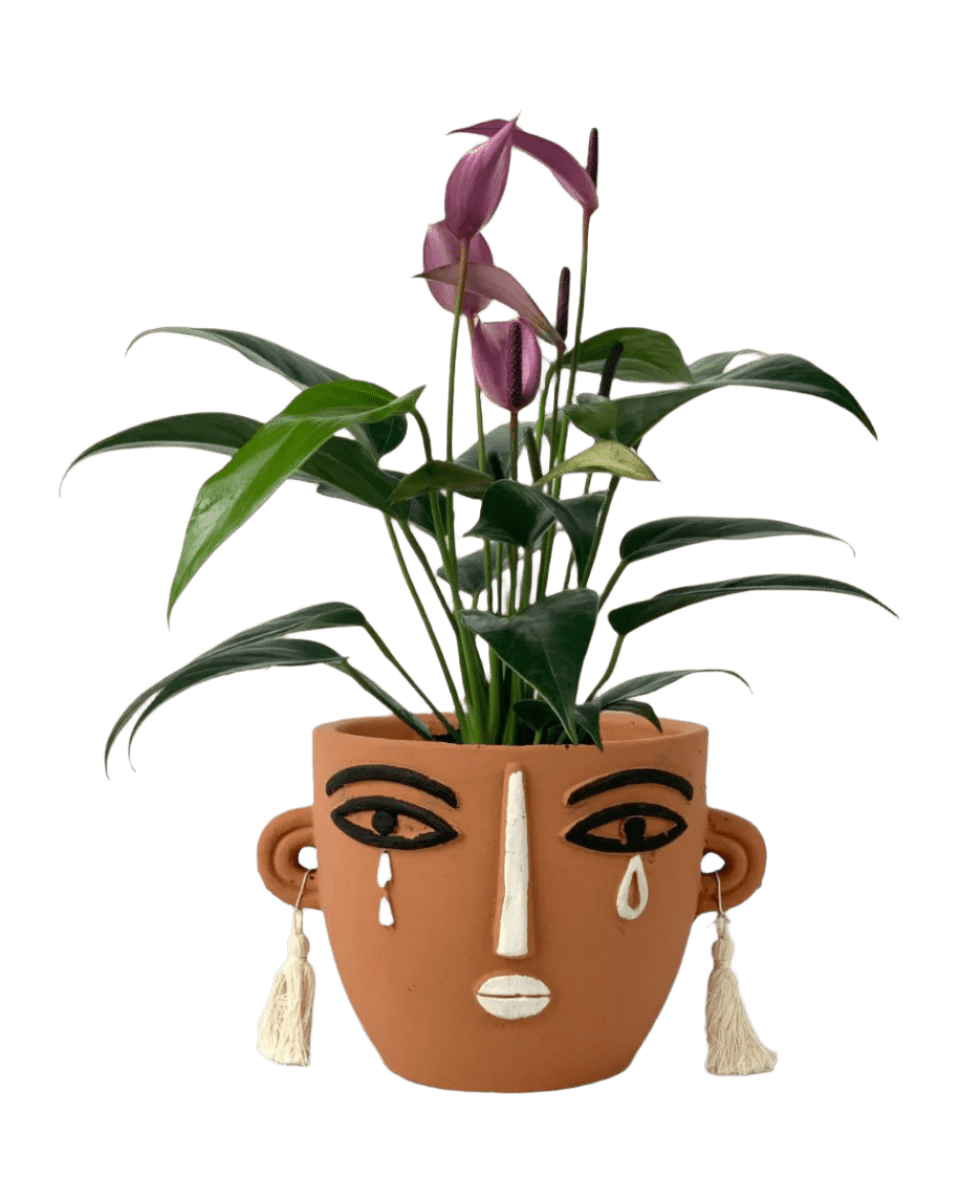 Anthurium Andraeanum "Zizou purple" - Potted plant - POTT - ANTH - RMN - 4429 - Tumbleweed Plants - Online Plant Delivery Singapore