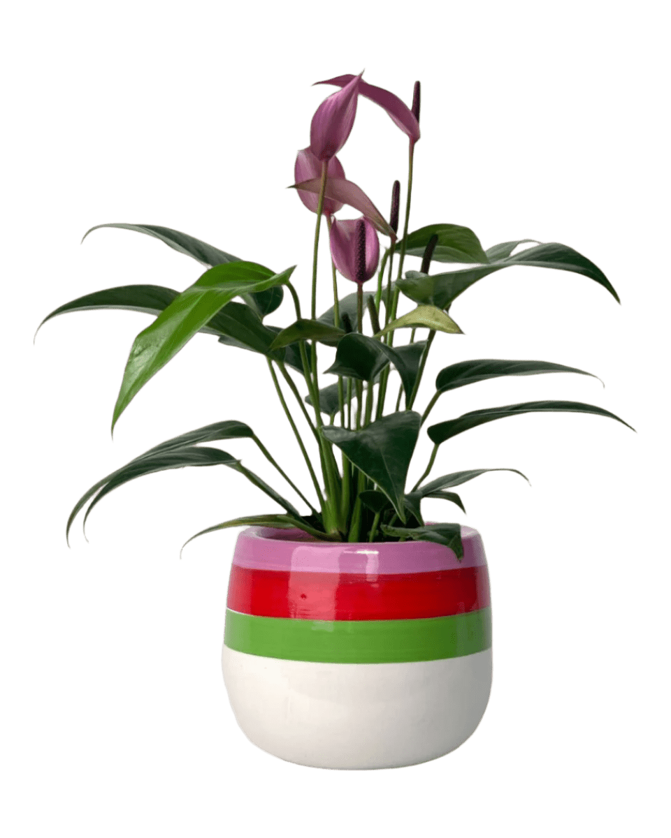 poppy planter - buzz lightyear