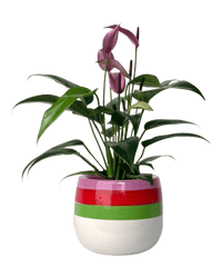 Anthurium Andraeanum "Zizou purple" - Potted plant - POTT - ANTH - PPP - 4443 - Tumbleweed Plants - Online Plant Delivery Singapore