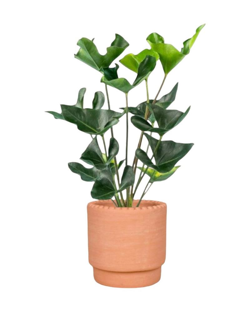 Anthurium Arrow - dotted rim terracotta pot - Potted plant - Tumbleweed Plants - Online Plant Delivery Singapore