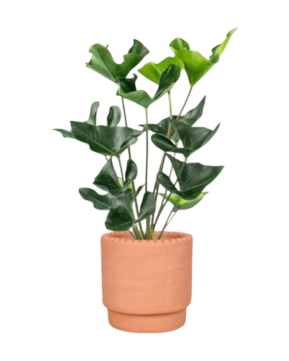 Anthurium Arrow - Potted plant - JUST - ANTH - TRR - 2374 - Tumbleweed Plants - Online Plant Delivery Singapore