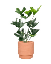 Anthurium Arrow - Potted plant - JUST - ANTH - TRR - 2374 - Tumbleweed Plants - Online Plant Delivery Singapore