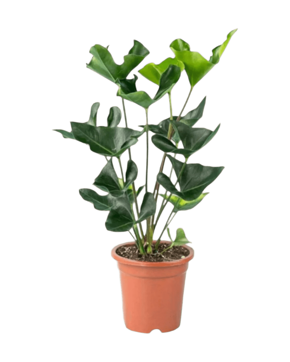 Anthurium Arrow - Potted plant - JUST - ANTH - GRW - 2375 - Tumbleweed Plants - Online Plant Delivery Singapore