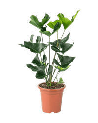 Anthurium Arrow - Potted plant - JUST - ANTH - GRW - 2375 - Tumbleweed Plants - Online Plant Delivery Singapore