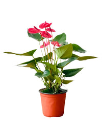 Anthurium Blood Red - grow pot - Potted plant - Tumbleweed Plants - Online Plant Delivery Singapore