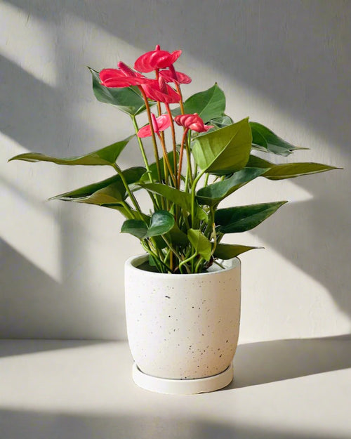 Anthurium Blood Red - grow pot - Potted plant - Tumbleweed Plants - Online Plant Delivery Singapore