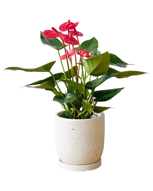 Anthurium Blood Red - grow pot - Potted plant - Tumbleweed Plants - Online Plant Delivery Singapore