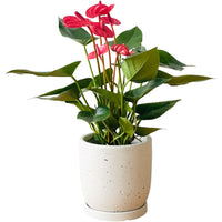 Anthurium Blood Red