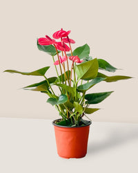 Anthurium Blood Red - grow pot - Potted plant - Tumbleweed Plants - Online Plant Delivery Singapore