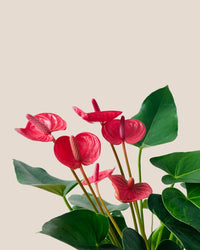 Anthurium Blood Red - grow pot - Potted plant - Tumbleweed Plants - Online Plant Delivery Singapore