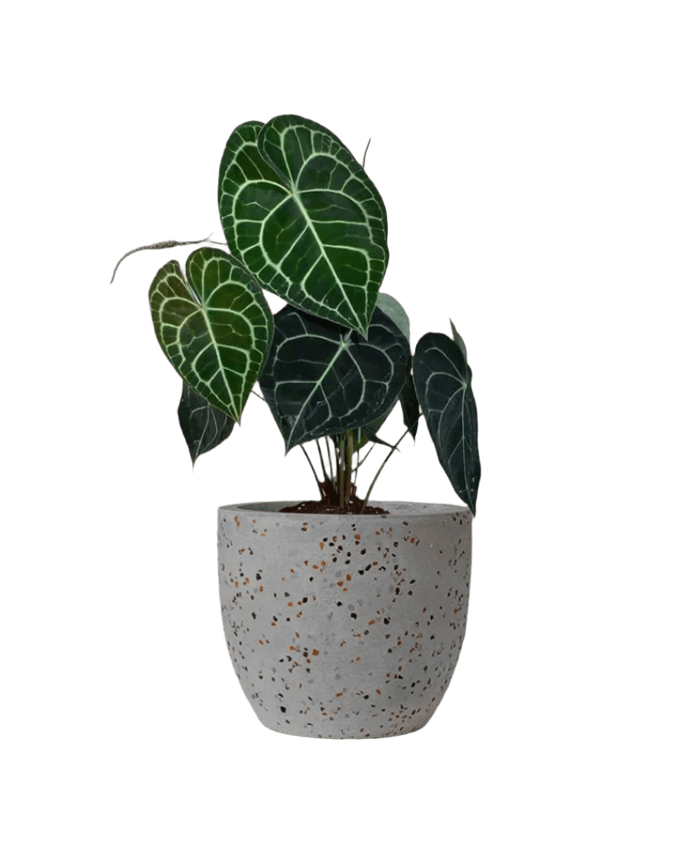 Anthurium Clarinervium - Potted plant - JUST - ANTH - TRR - 2748 - Tumbleweed Plants - Online Plant Delivery Singapore