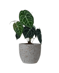 Anthurium Clarinervium - Potted plant - JUST - ANTH - TRR - 2748 - Tumbleweed Plants - Online Plant Delivery Singapore