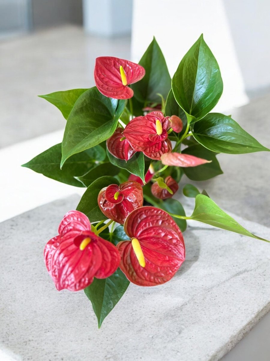 Anthurium Double Red - Potted plant - POTT - ANTH - GRW - 6409 - Tumbleweed Plants - Online Plant Delivery Singapore