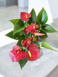 Anthurium Double Red - Potted plant - POTT - ANTH - GRW - 6409 - Tumbleweed Plants - Online Plant Delivery Singapore