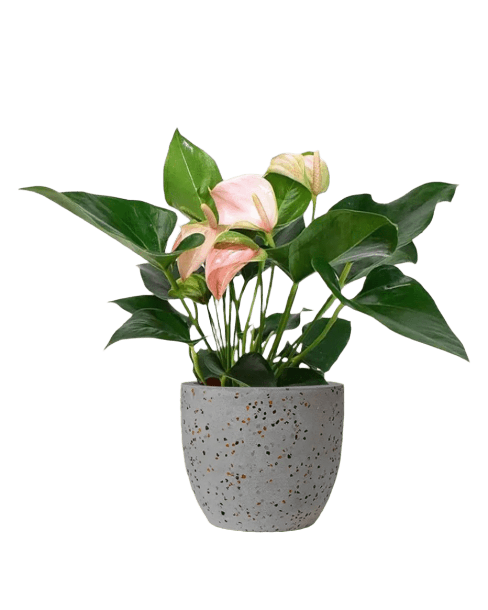 Anthurium Flamingo Pink paired with Egg Pot - Medium Grey