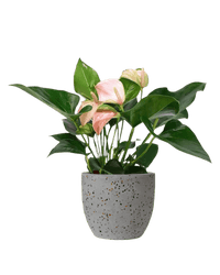 Anthurium Flamingo Pink paired with Egg Pot - Medium Grey