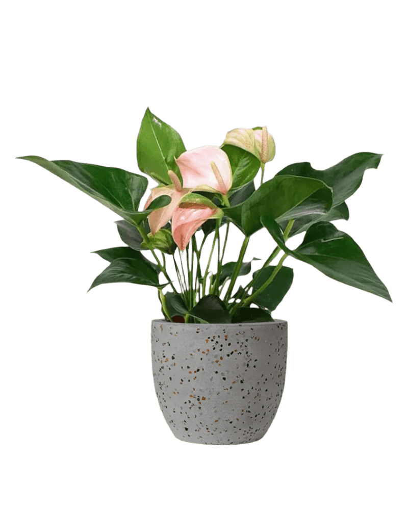 Anthurium Flamingo Pink paired with Egg Pot - Medium Grey