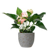 Anthurium Flamingo Pink