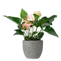 Anthurium Flamingo Pink