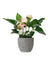 Anthurium Flamingo Pink