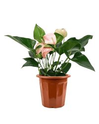 Anthurium Flamingo Pink paired in a grow pot