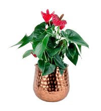 Anthurium Flamingo Red (0.4m) - Potted plant - GIFT - ANTH - 3310 - Tumbleweed Plants - Online Plant Delivery Singapore