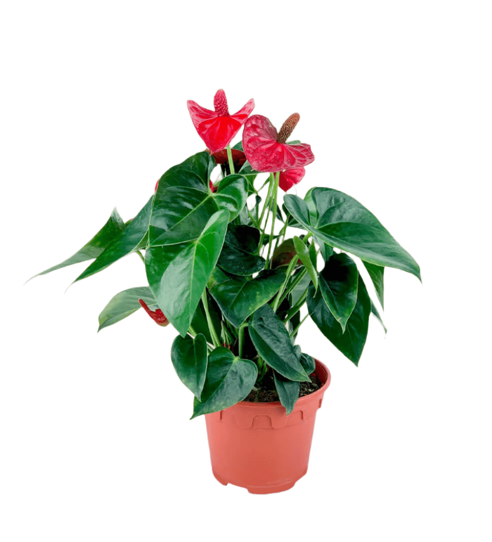 Anthurium Flamingo Red (0.4m) - Potted plant - POTT - ANTH - GRW - 3353 - Tumbleweed Plants - Online Plant Delivery Singapore