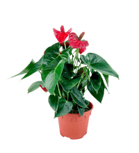 Anthurium Flamingo Red (0.4m) - Potted plant - POTT - ANTH - GRW - 3353 - Tumbleweed Plants - Online Plant Delivery Singapore