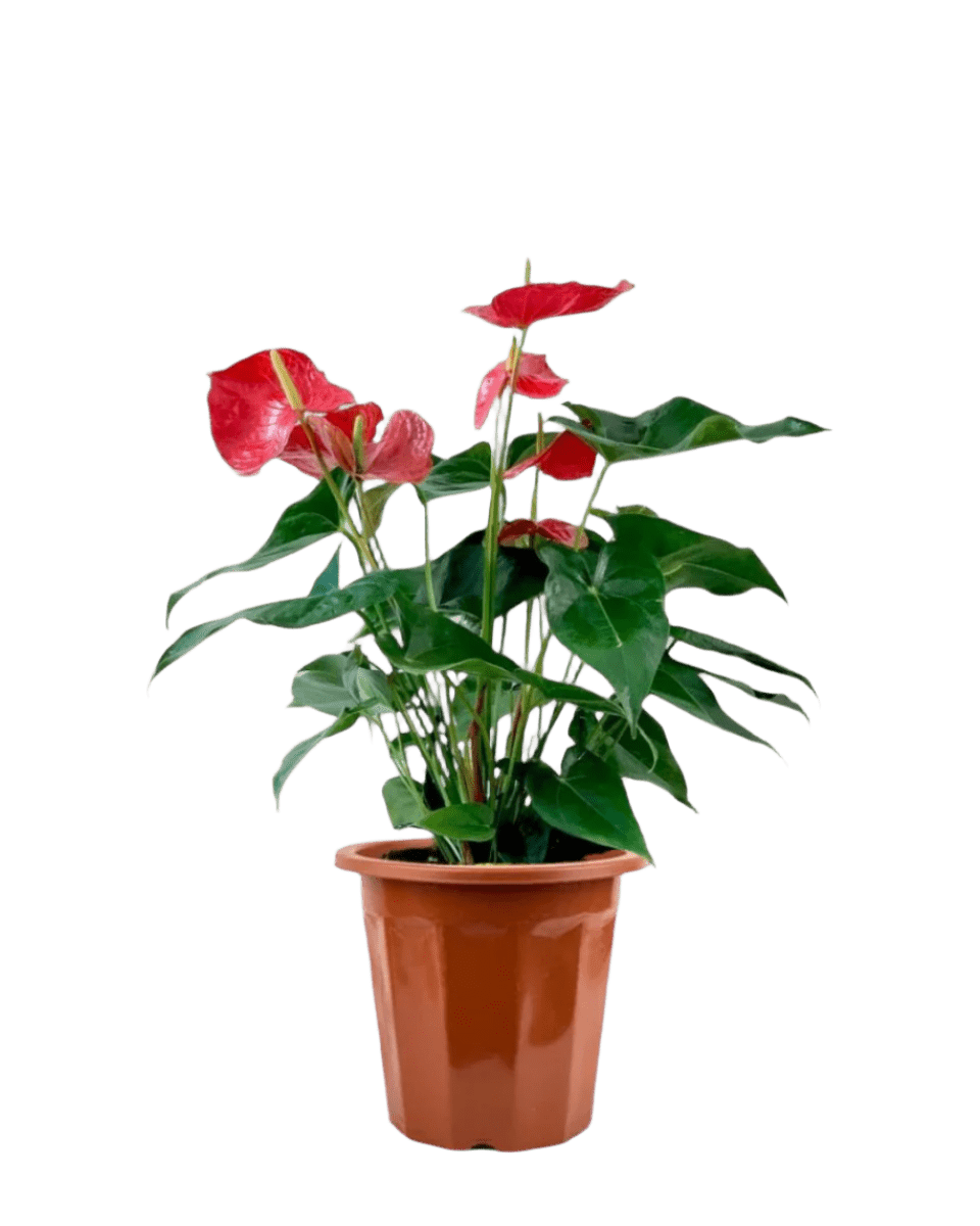 Anthurium Flamingo Red (0.7m) - Potted plant - POTT - ANTH - GRW - 3418 - Tumbleweed Plants - Online Plant Delivery Singapore