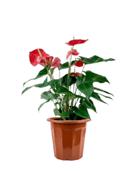 Anthurium Flamingo Red (0.7m) - Potted plant - POTT - ANTH - GRW - 3418 - Tumbleweed Plants - Online Plant Delivery Singapore